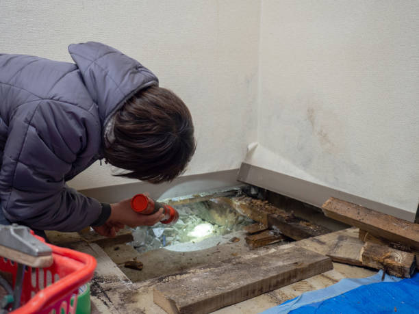 Best Mold Prevention Services  in Thornport, OH