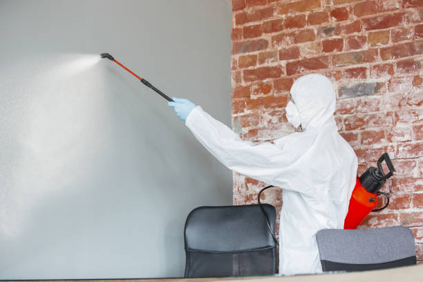 Best Black Mold Removal  in Thornport, OH
