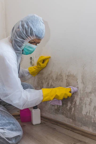 Trusted Thornport, OH Mold Removal Experts