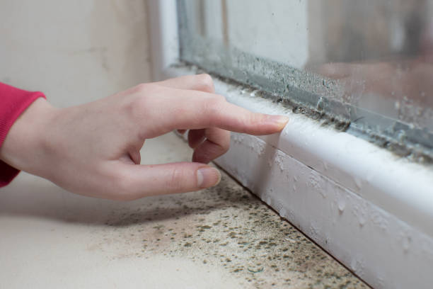 Best Dehumidification Services  in Thornport, OH